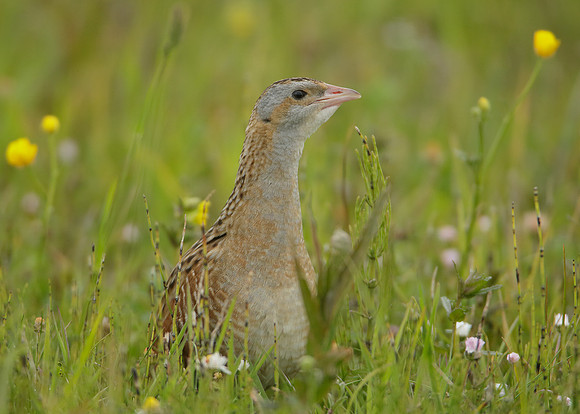 Corncrake Crex crex