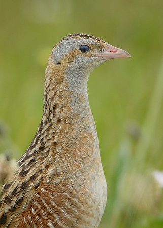 Corncrake Crex crex