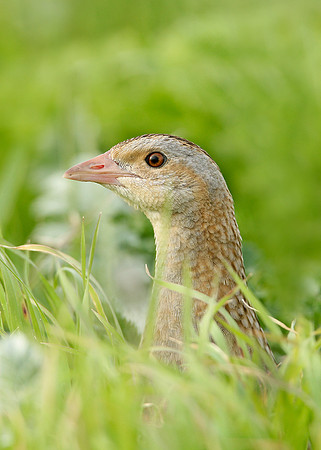 Corncrake Crex crex