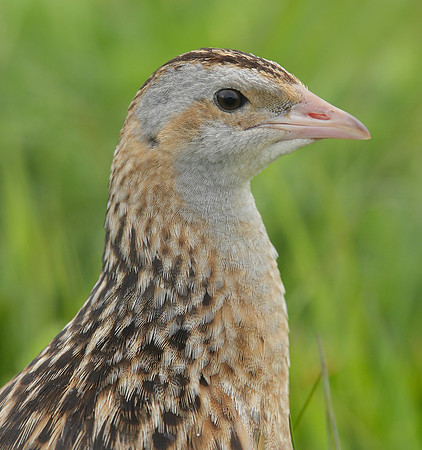 Corncrake Crex crex