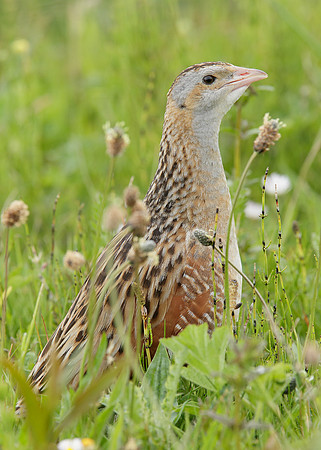 Corncrake Crex crex