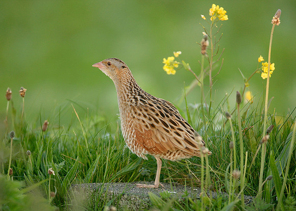 Corncrake Crex crex