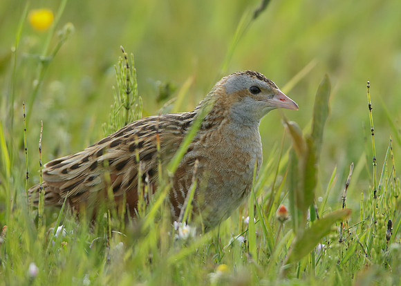 Corncrake Crex crex