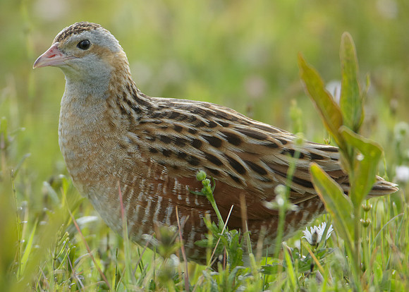Corncrake Crex crex