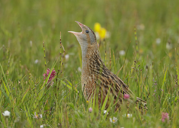 Corncrake Crex crex