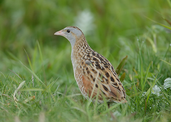 Corncrake Crex crex