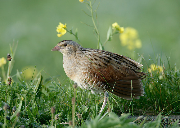 Corncrake Crex crex
