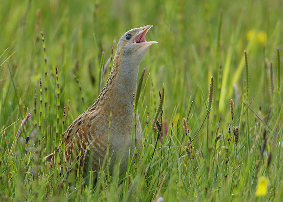 Corncrake Crex crex