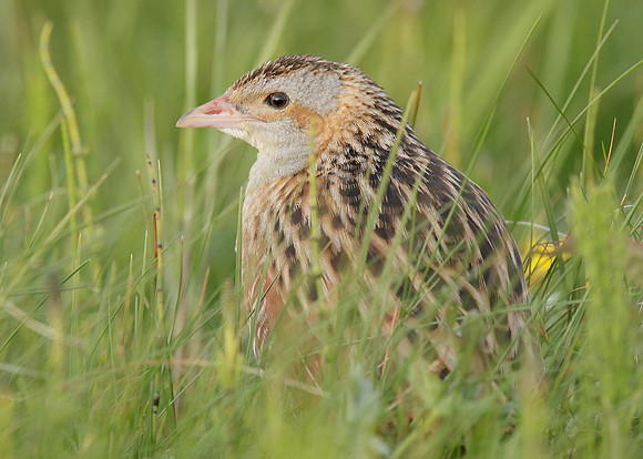 Corncrake Crex crex
