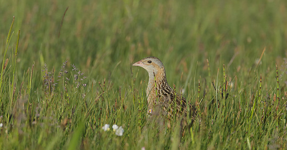 Corncrake Crex crex