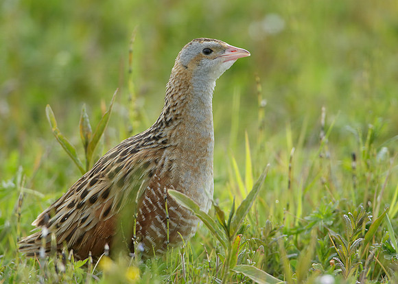 Corncrake Crex crex