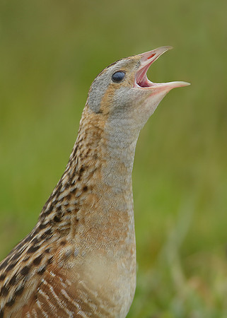 Corncrake Crex crex