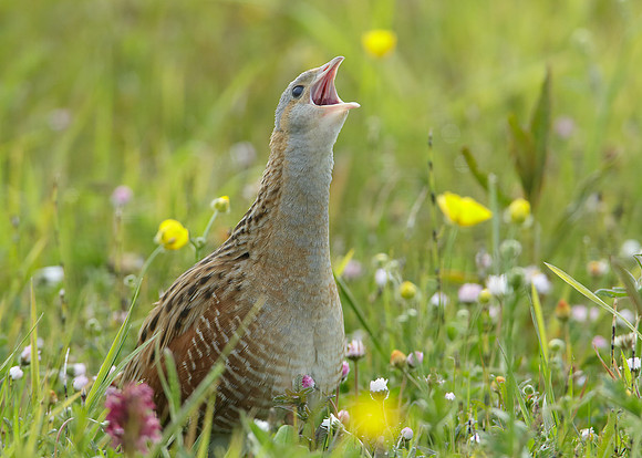 Corncrake Crex crex