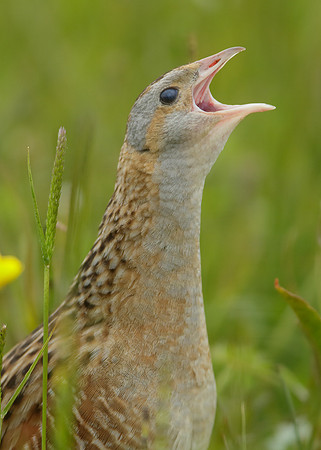 Corncrake Crex crex
