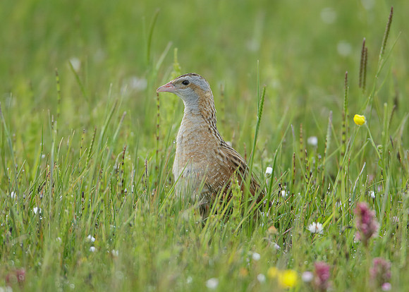 Corncrake Crex crex