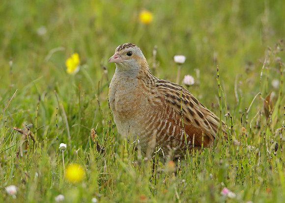 Corncrake Crex crex