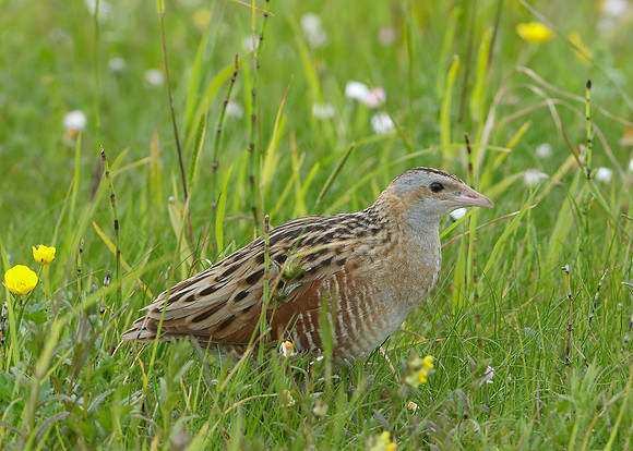 Corncrake Crex crex