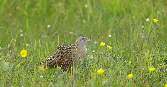 Corncrake Crex crex