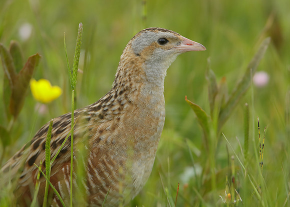 Corncrake Crex crex