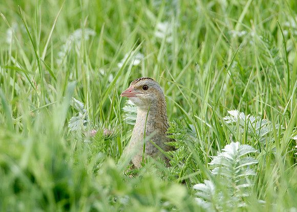 Corncrake Crex crex
