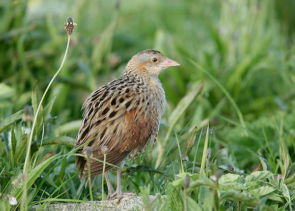 Corncrake Crex crex