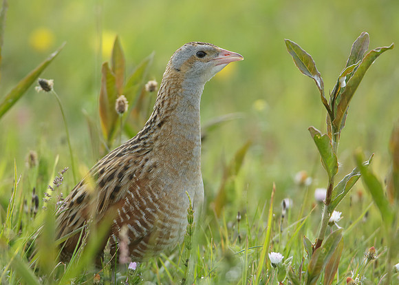 Corncrake Crex crex