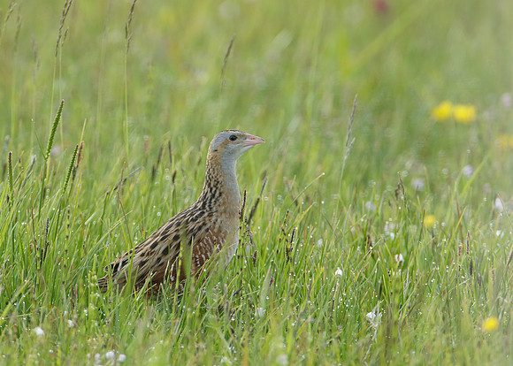 Corncrake Crex crex