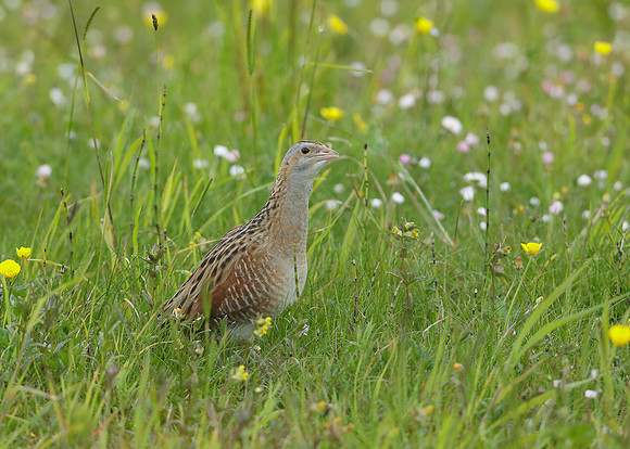 Corncrake Crex crex