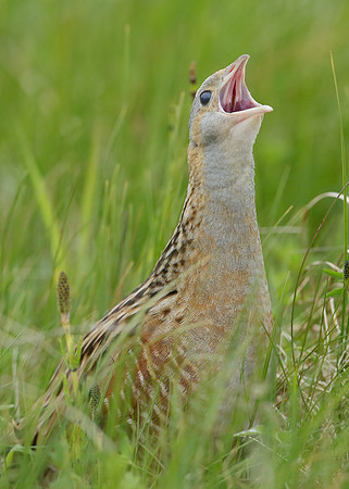 Corncrake Crex crex