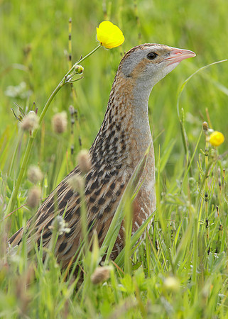 Corncrake Crex crex