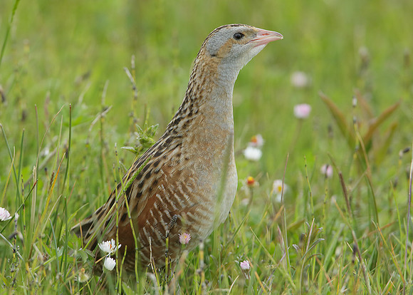 Corncrake Crex crex