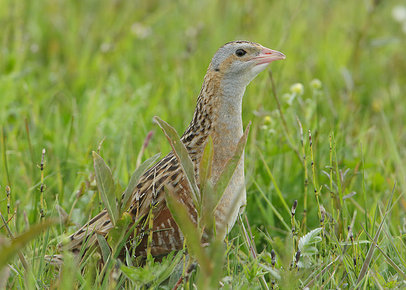 Corncrake Crex crex