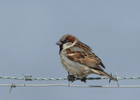 House Sparrow Passer domesticus