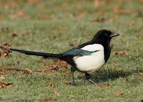 Magpie Pica pica