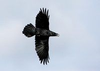 Raven Corvus corax