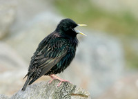 Starling Sturnus vulgaris