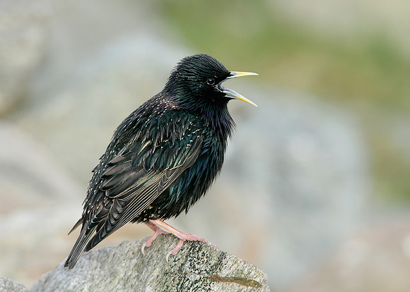 Starling Sturnus vulgaris