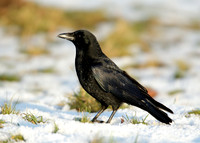 Carrion Crow Corvus corone corone