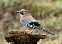 Jay Corvus glandarius