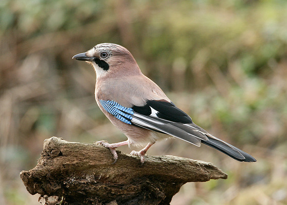Jay Corvus glandarius