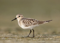 Baird's Sandpiper Calidris bairdii