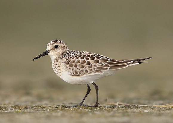 Baird's Sandpiper Calidris bairdii