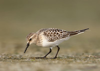 Baird's Sandpiper Calidris bairdii
