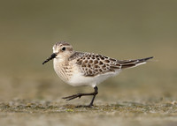 Baird's Sandpiper Calidris bairdii