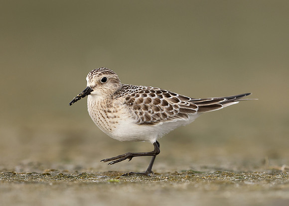 Baird's Sandpiper Calidris bairdii