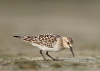 Baird's Sandpiper Calidris bairdii