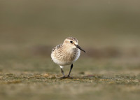 Baird's Sandpiper Calidris bairdii