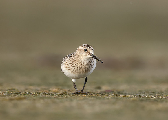 Baird's Sandpiper Calidris bairdii