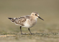 Baird's Sandpiper Calidris bairdii