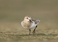 Baird's Sandpiper Calidris bairdii